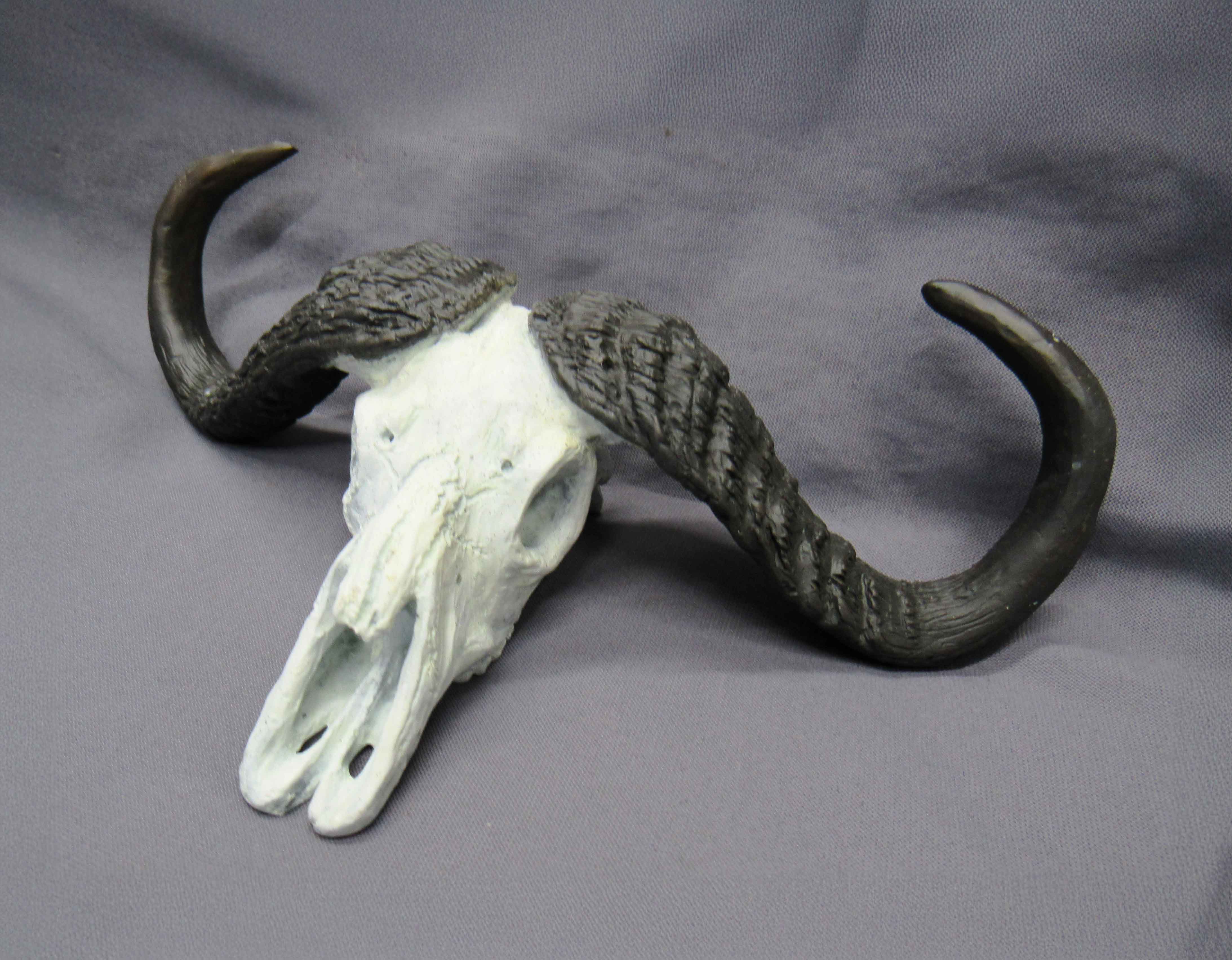 Cape Buffalo Skull - $550