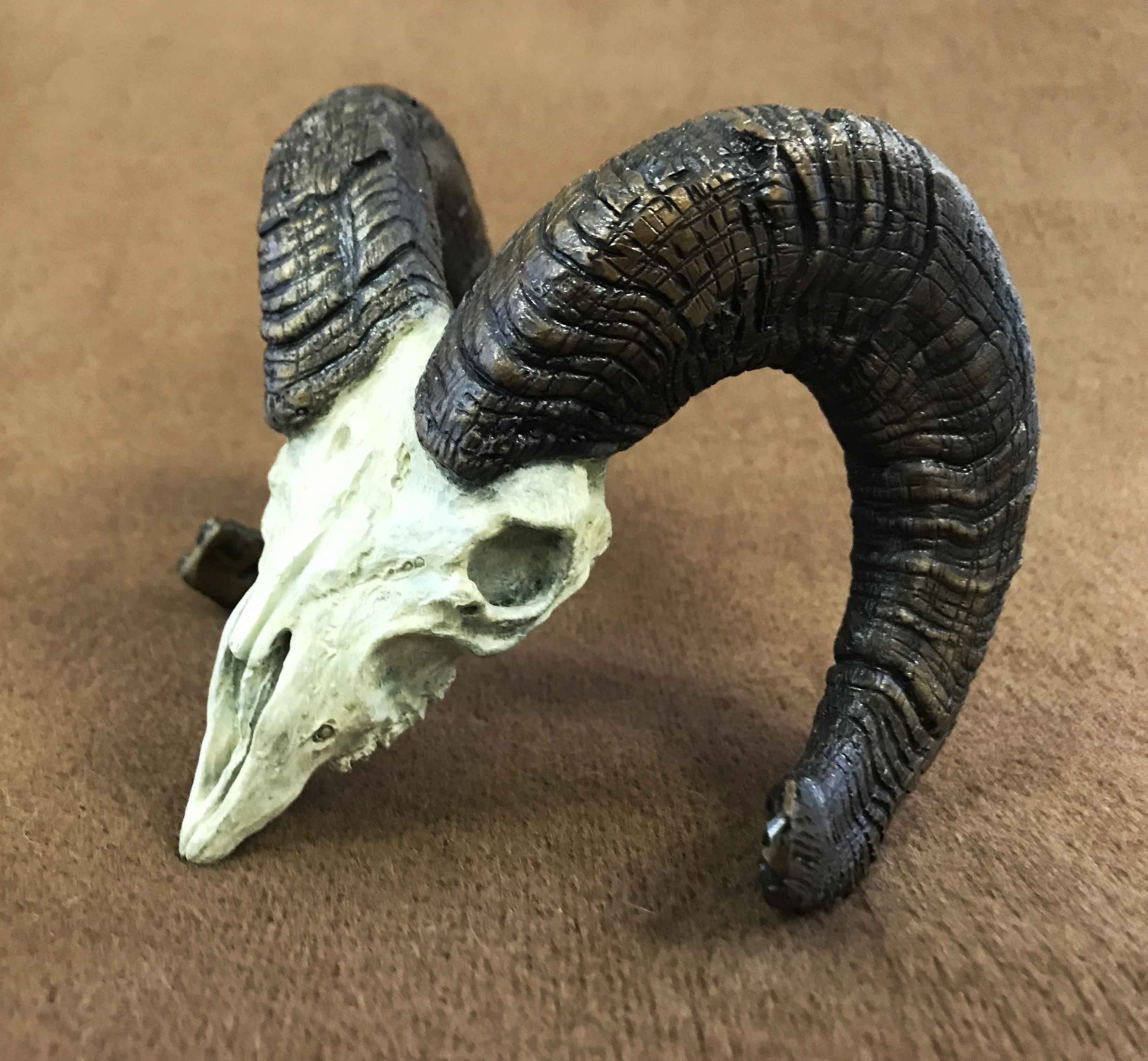 Bighorn Sheep Skull - $650