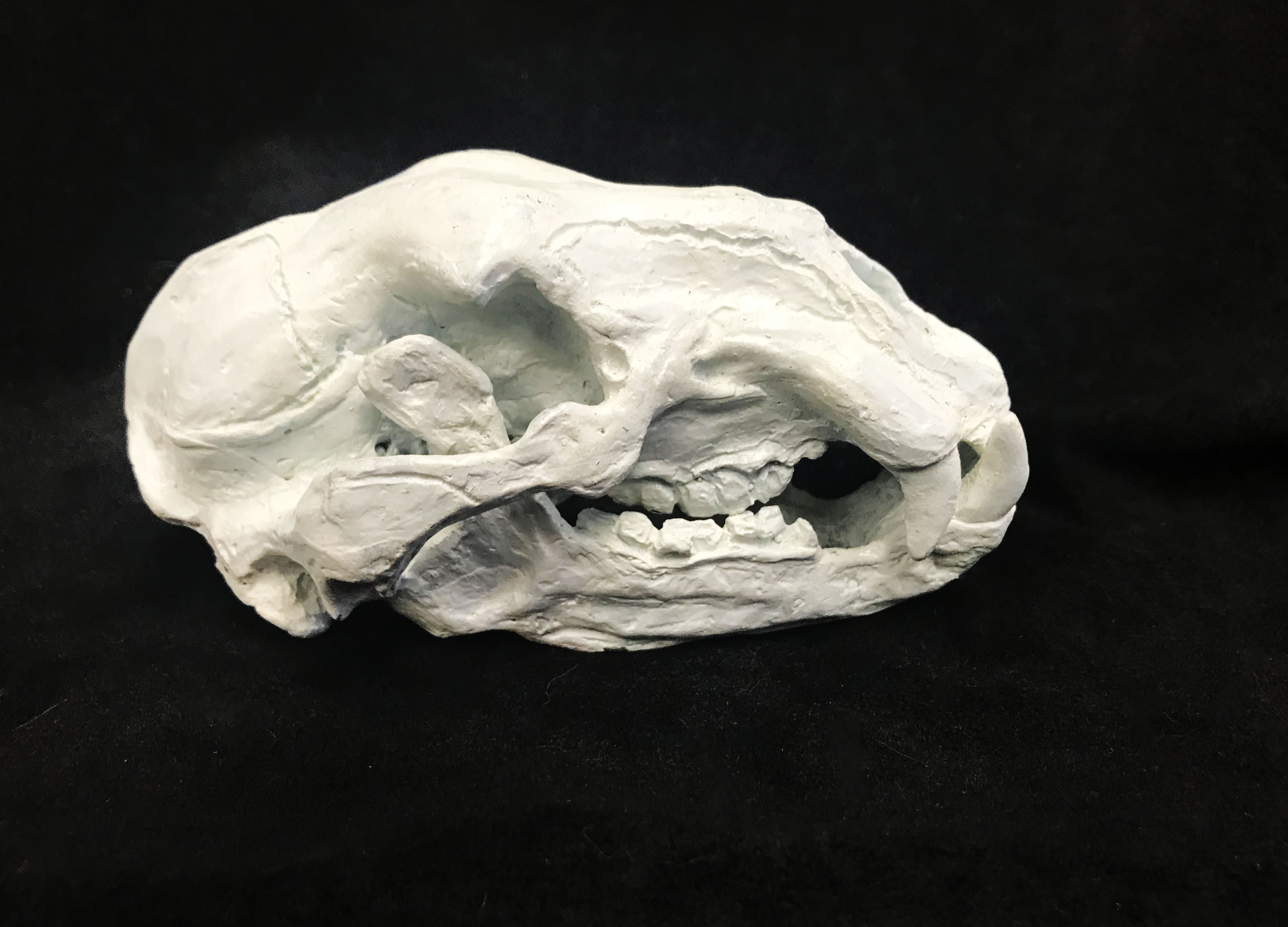Grizzly Bear Skull - $650