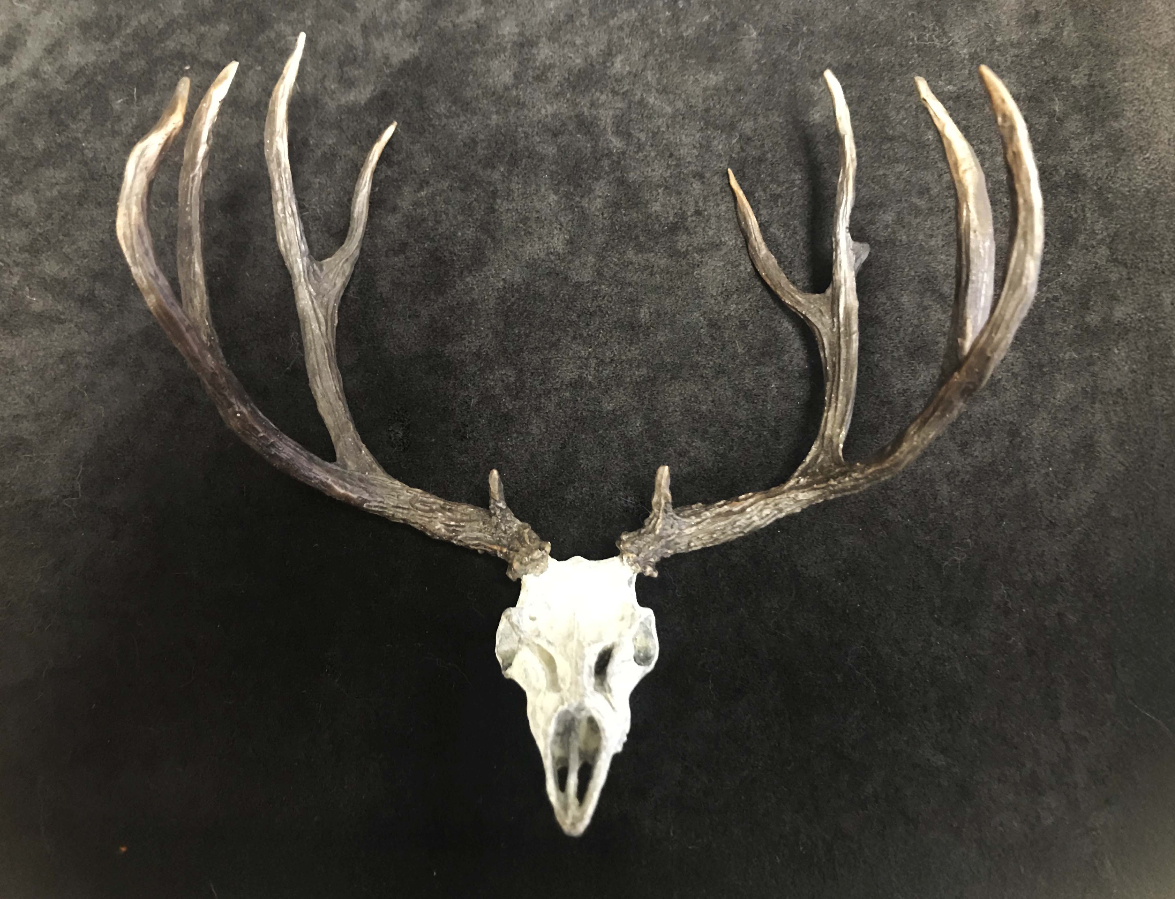 Mule Deer Skull - $550